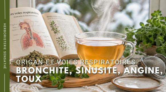 L'origan pour les voies respiratoires  bronchite, sinusite, angine, toux - Herboristerie Sensathé